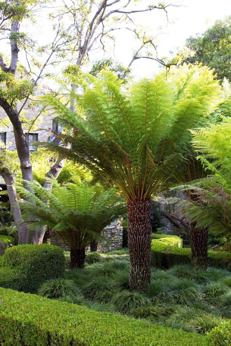Amazon.com : 1 Live Plant - Tasmanian Tree Fern Dicksonia